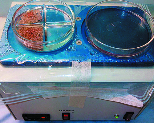 conservación unidades foliculares